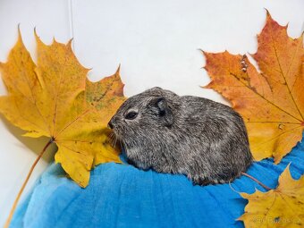 Sameček morče, Pp, již k odberu - 3