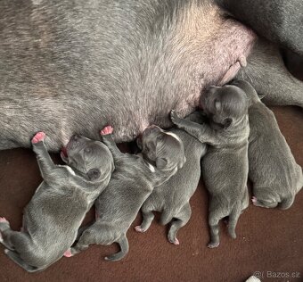 Stafordšírský bulteriér s PP - 3