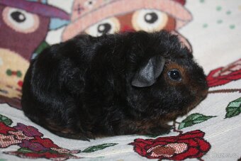 Morčátka z chs - 3