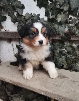 Australský ovčák - 3