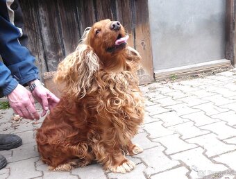 Zlatý kokršpaněl - daruji - 3