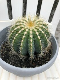 Různě velké kaktusy a sukulenty - 3