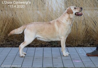 Labradorský retrívr s PP - 3