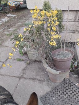 Forsytie nana - 3