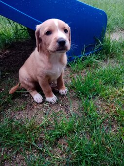 Labradorsky retrivr /retriever - 3