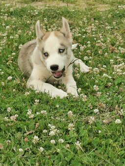 Sibiřský Husky - štěňátka - 3