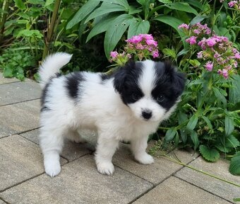 Papillon/Pomeranian - 3