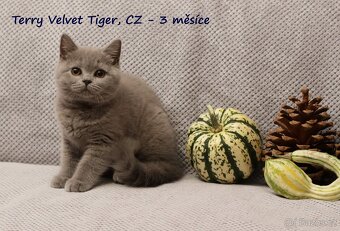 Britská modrá koťátka vrhů T + U s PP - 3