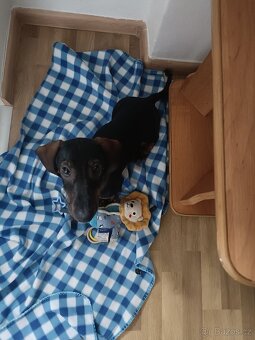 Jezevčík standard hladkosrstý bez PP - 3