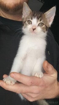 Nabízím koťata - 3