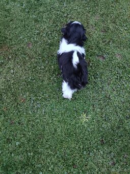 Shih - Tzu s PP fenka - 3