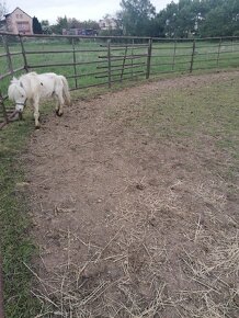 Prodám poníka, Apaloosa, pony - 3