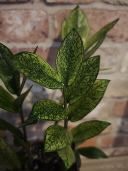Zamioculcas chameleon - 3