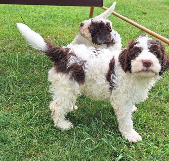 Lagotto romagnolo s PP - volný poslední pejsek- - 3