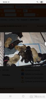 Francouzsky buldocek kryti - 3