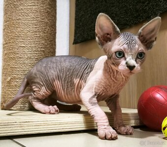 Kanadský sphynx kluk - 3