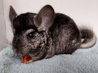 Činčila sameček - 3