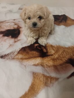 Maltipoo - 3