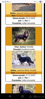 Štěňata chodského psa s PP - 3