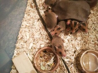 Křeček syrský/zlatý - 3