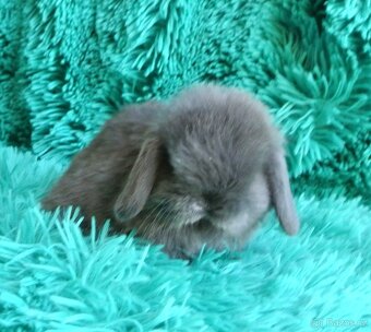 minilop - beránci - 3