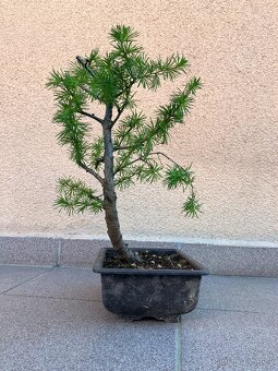 Bonsai, Bonsaj, modřín opadavý - 3