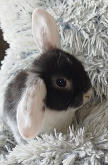 Minilop - anglický zakrslý beránek - Max - 3
