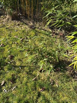 Mrazuvzdorný bambus (Phyllostachys aurea) sazenice - 3
