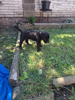 Cane corso - 3
