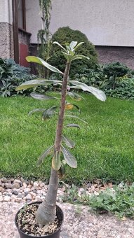 Adenium - 3