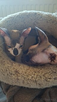 Don Sphynx - 3