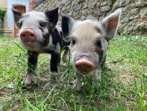 V REZERVACI_SELATA KUNE KUNE (SVIŇKY DO CHOVU ČI PRO RADOST) - 3