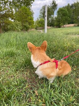 corgi pembrok sPP - 3