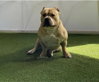 AMERICAN BULLY POCKET KRYTÍ - 3