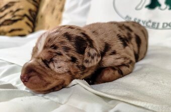 Louisianský leopardí pes s PP - 3