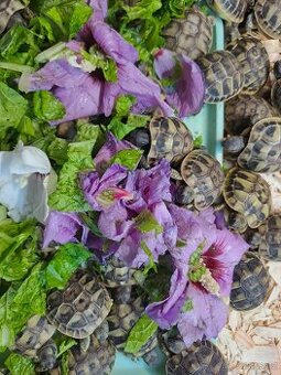 Suchozemské želvy + terária - 3