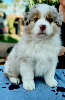 Australský ovčák s PP - 3