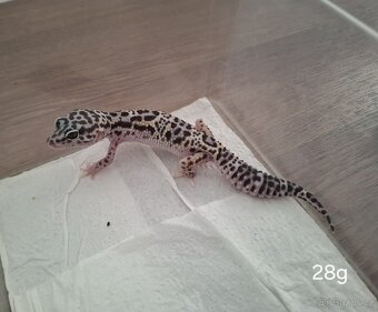 Gekončík noční (Eublempharis macularius) - 3