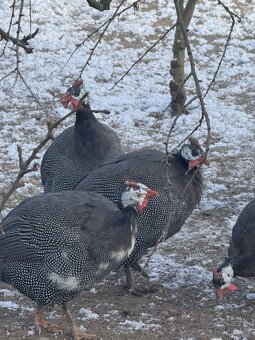🐦✨ Africké princezny na prodej - 3