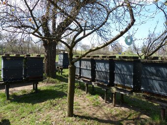 Prodám dvoje včelstva, kompletní i s úly, možné i jednotlivě - 3