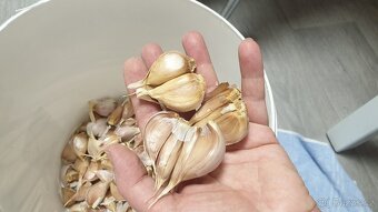 Česnek sadbový - 3