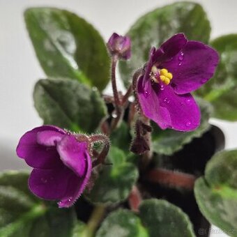 Fialka tmavě růžová - 3