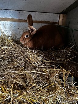 Králíkárna s králíky - 3