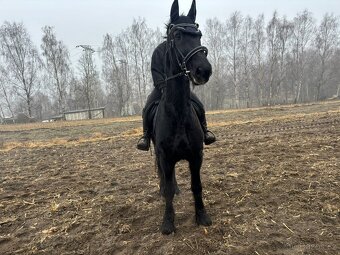 Fríský valach, 17 let - 3