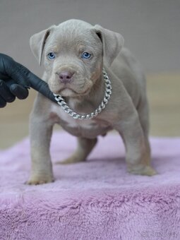 American Bully XL / XXL - 3