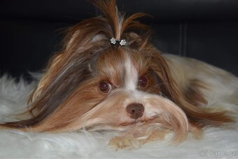 Biro yorkshire teriér ke krytí - 3