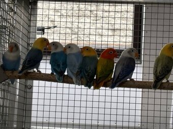 Agapornis fischeri - 3