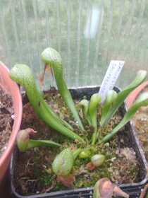 Masožravky Dionaea muscipula a jiné - 3