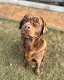 Labradorský retriever s PP - krytí - 3