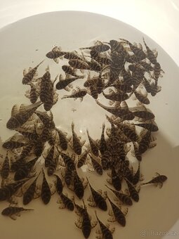 Hypancistrus L340 - 3